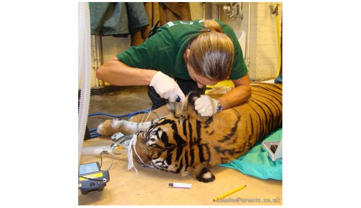 ZSL London Zoo’s tiger undergoes pre-travel health check